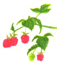 ブラックベリー ラズベリー