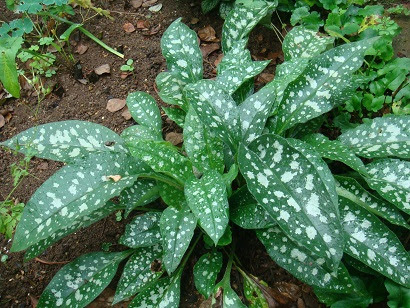 斑入り葉の植物 風誘う庭