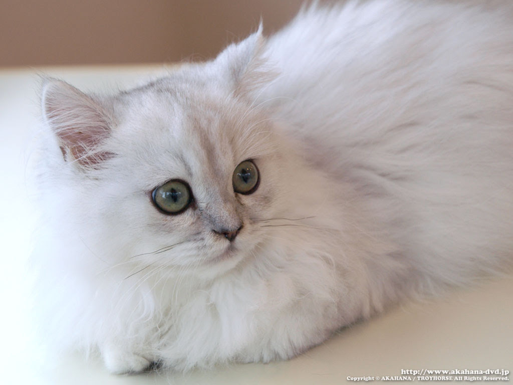 カフェねこondvd 撮影隊ねこぶろぐ 猫カフェ写真館 子猫のチンチラ