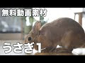 √ダウンロード うさぎ 写真 フリー 295941-うさぎ 写真 フリー 無料