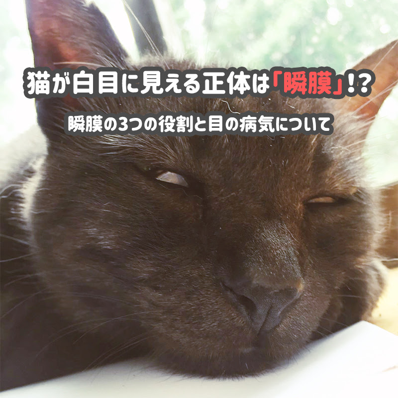 猫が白目に見える正体は 瞬膜 瞬膜の3つの役割と目の病気について