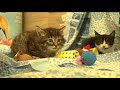 √ 100 ou plus spa le havre chat 196065-Spa le havre chaton