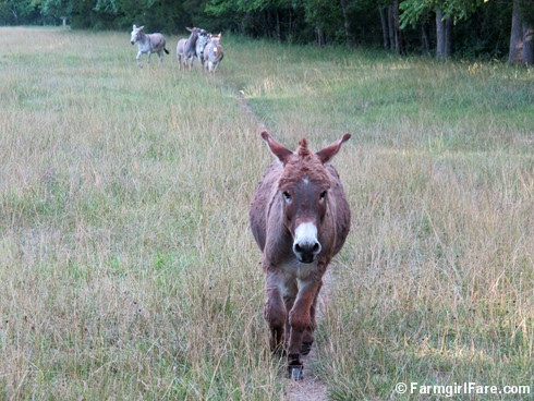 (9) Donkey Doodle Dandy in Donkeyland - FarmgirlFare.com