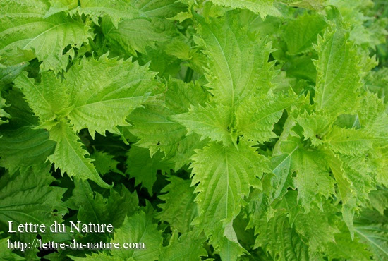 大葉の育て方 ベランダ菜園初心者でもプランターで苗や種から簡単 Lettre Du Nature