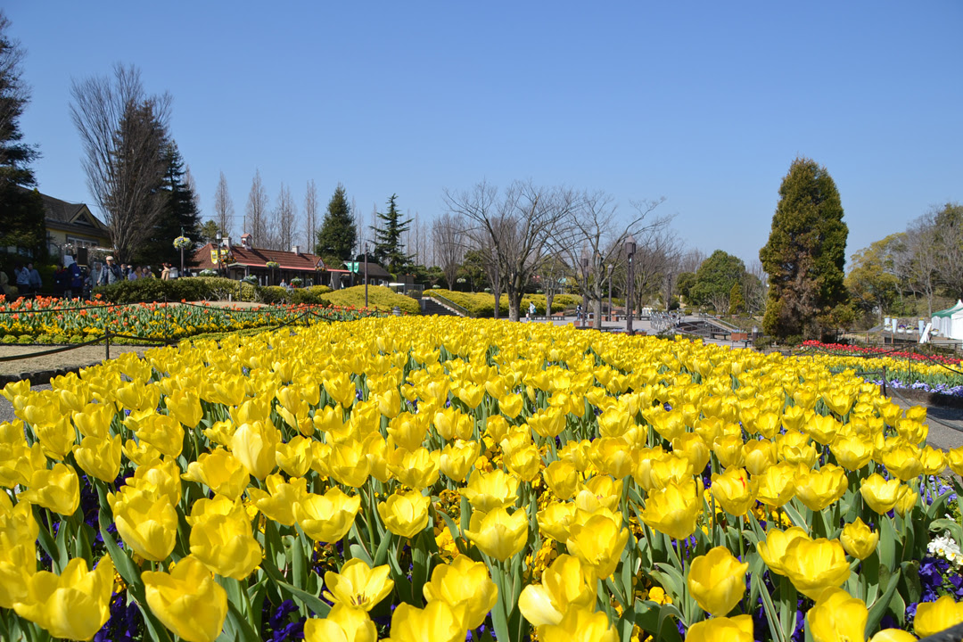 春気分を満喫できる 愛知 岐阜 三重の お花畑スポット Hiroba