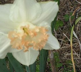 gardening at hibiscus house, flowers, gardening, hibiscus, hydrangea, picture does not do this flower justice it is softly beautiful