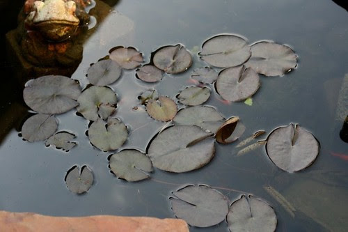 Pond
