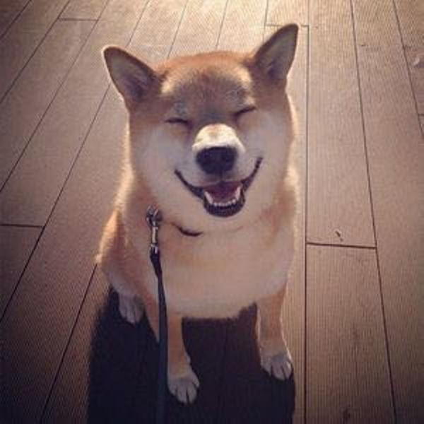 おあずけ を間違えて あおいそ って言ったら愛想笑いしてきた 犬へのボケ ボケて Bokete