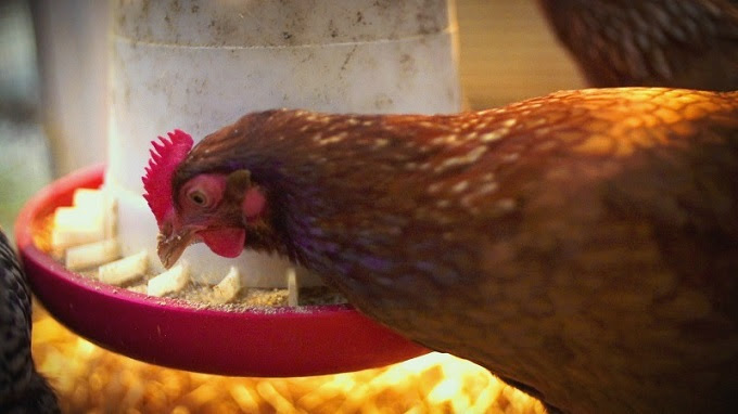 Denny Yam: Best chicken coop latches Learn how