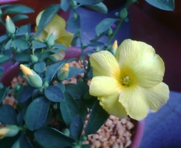 雲南月光花 キバナアマ 花明かり ２００６