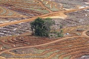 Terbaru 22+ Kerusakan Alam Indonesia