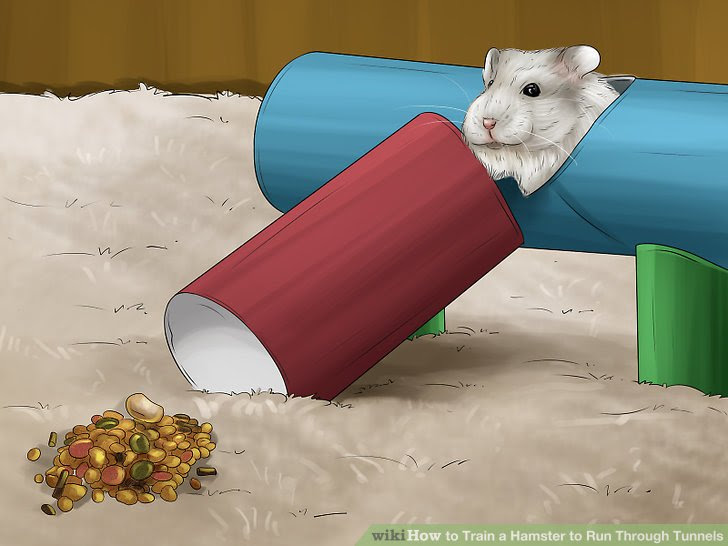 Train a Hamster to Run Through Tunnels Step 2.jpg