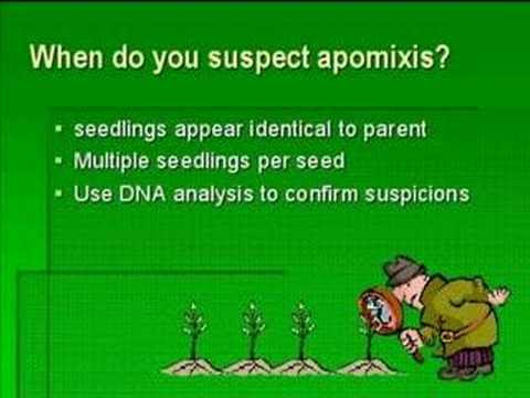 "Vegetative" reproduction