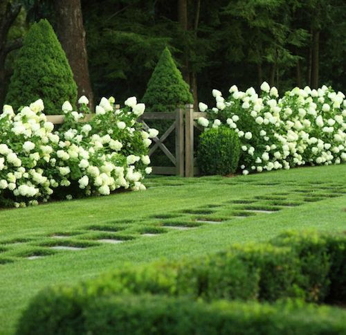 Hydrangeas and topiary from Modern Country Style blog: How To Use Topiary In A Modern Country Garden