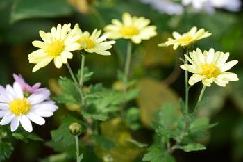 三木中 初冬の彩り 野菊の花が咲いています 12月3日 三木市立三木中学校