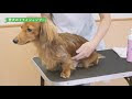 画像 犬 ドライシャンプー 262817-犬 ドライシャンプー 頻度