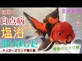 √100以上 金魚 白点病 塩 261029