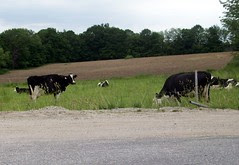 Cows_60709
