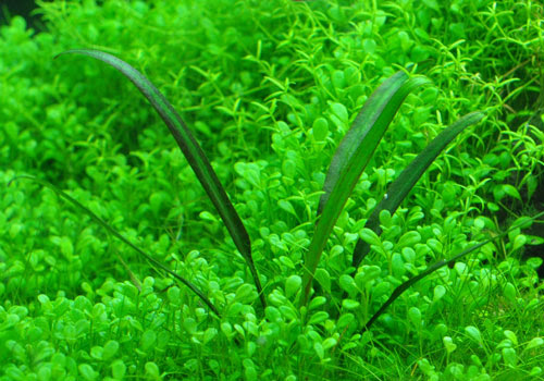 アクアリウム 水草 クリプトコリネ ネビリィ アクアリウム 水草life