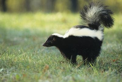 How To Tell The Difference Between Male Female Skunks Animals Mom Com