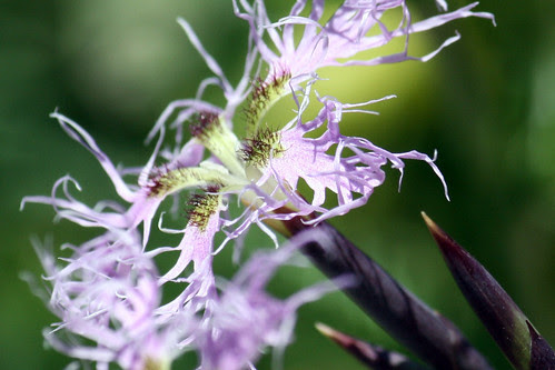 wildflowers 064
