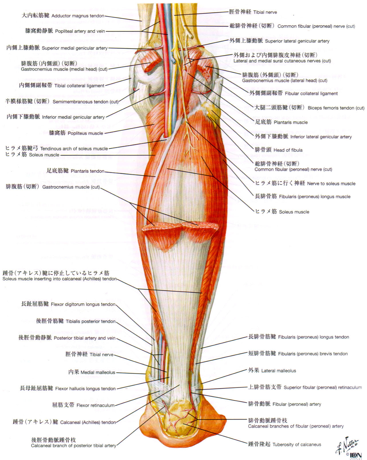 体調不良からの脱出キーワード４ー右ふくらはぎ痛解消には私に 難しい議論が必要だったー