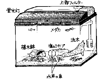ザリガニ飼育法 徹底講義