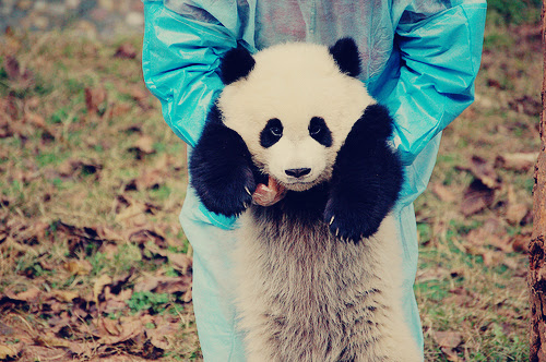 show me images of baby animals