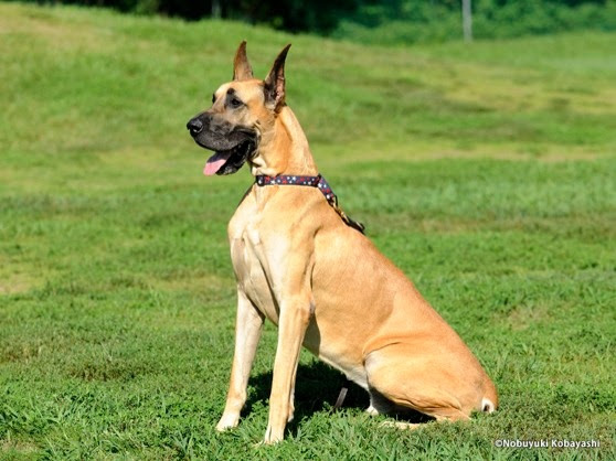 グレート デーン 画像一覧 Dogplus Me