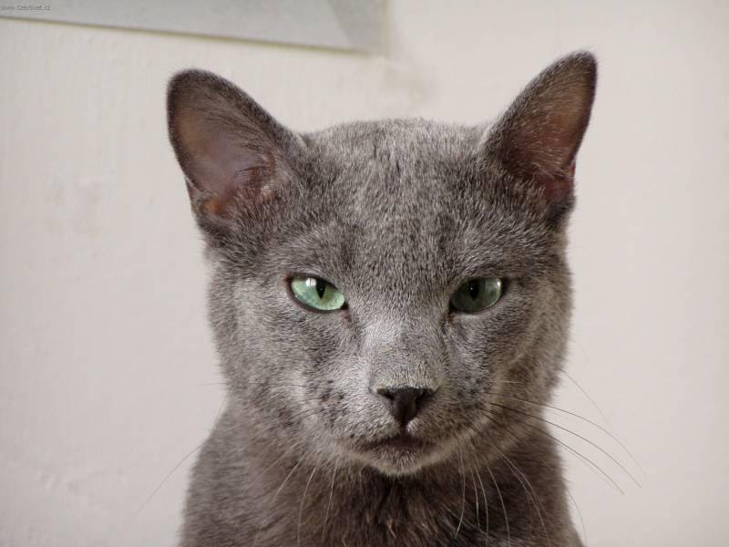 Russian blue (cat] (Russian Blue)