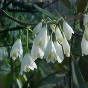 Silverbell