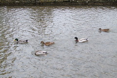 Bourton-on-the-Water - Ducks