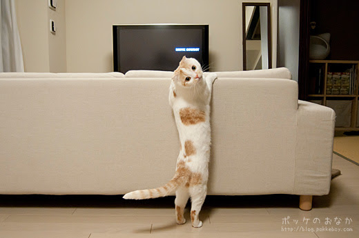 ポッケ 立つ猫
