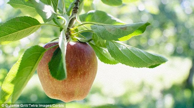 The Malus ecclesia project is the brainchild of bio artist Joe Davis from Harvard Medical School's genetics lab. He created a mathematical formula to add layers of information to the DNA of a 4,000-year-old apple, stock image pictured, because it is 'the closest thing to fruit grown in the Garden of Eden'