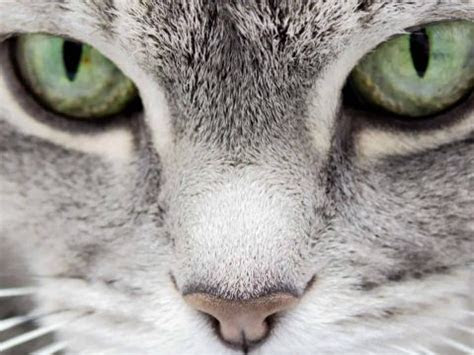Cats who are not pure . cat eye color chart the spectrum of colors