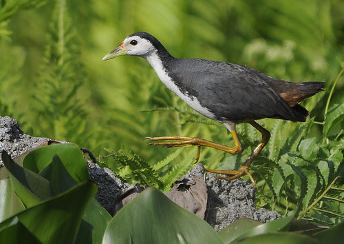 waterhen!!!! by you.