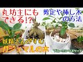√1000以上 ハイドロ カルチャー ガジュマル 元気がない 292695-ハイドロ カルチャー ガジュマル 元気がない