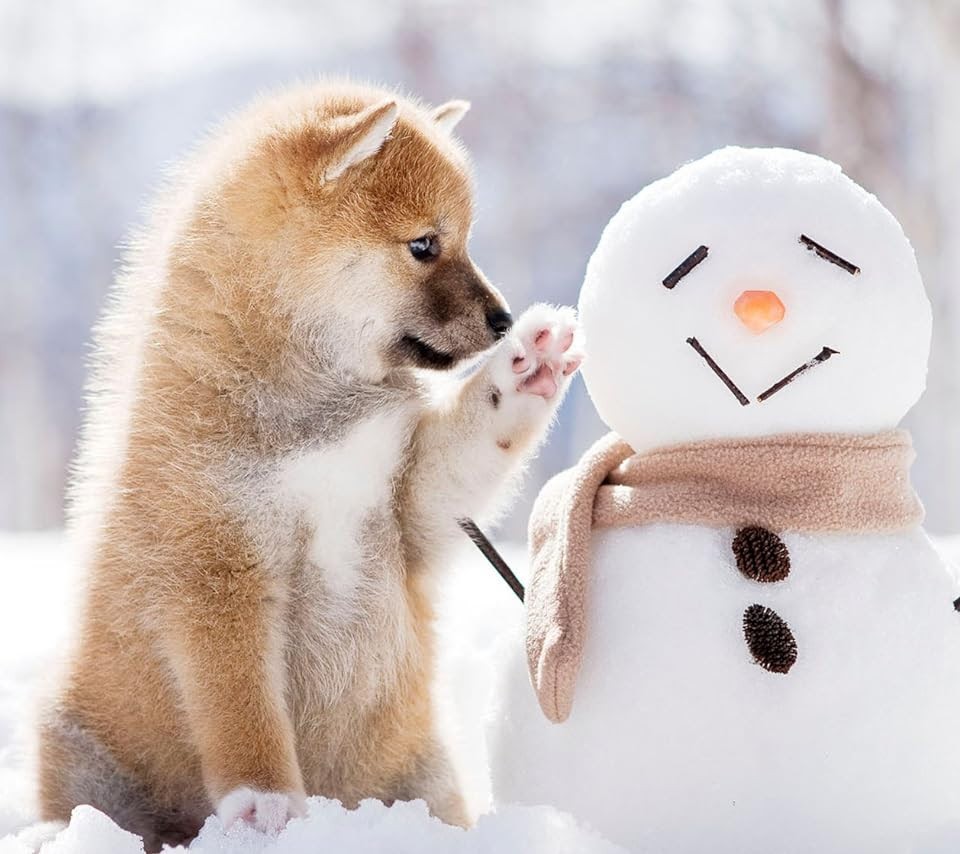 画像1枚 見る人すべてが癒される 可愛すぎる柴犬の画像 壁紙まとめ 写真まとめサイト Pictas