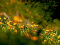 Poppy Field