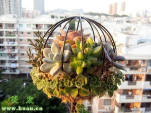 多肉植物组合盆栽的养护管理
