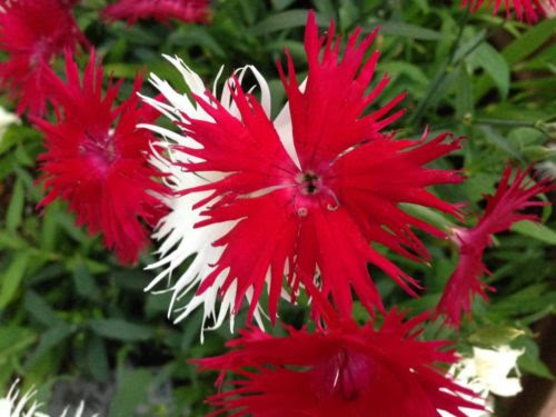 カワラナデシコの花の色にはどんな種類がある 植物navi
