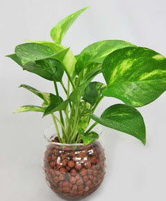 お風呂の環境に向いている観葉植物の種類とは 引越しmore