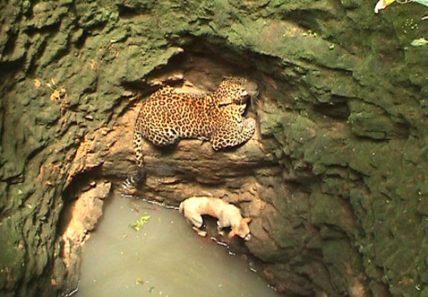 Leopard and Dog Caged in Open Well (6 pics)