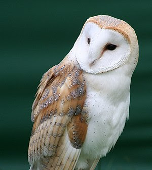 Common Barn Owl