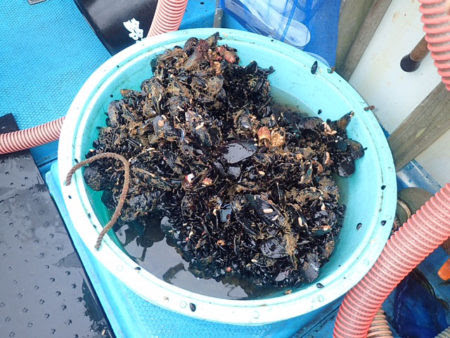 手持ちイシダイに悪戦苦闘してきた記録 ざざむし