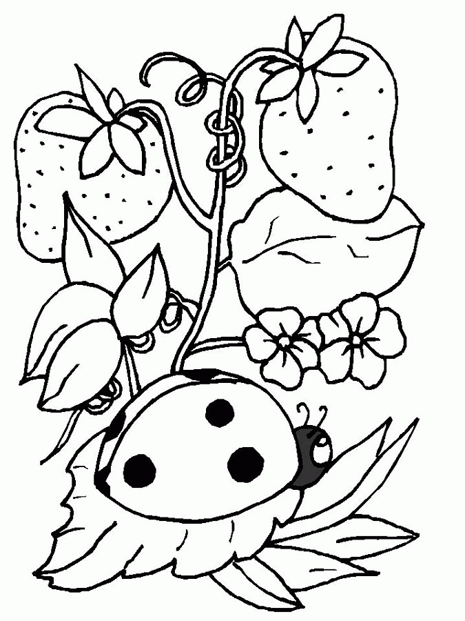 Ladybug Coloring Pages To Print - Coloring Home