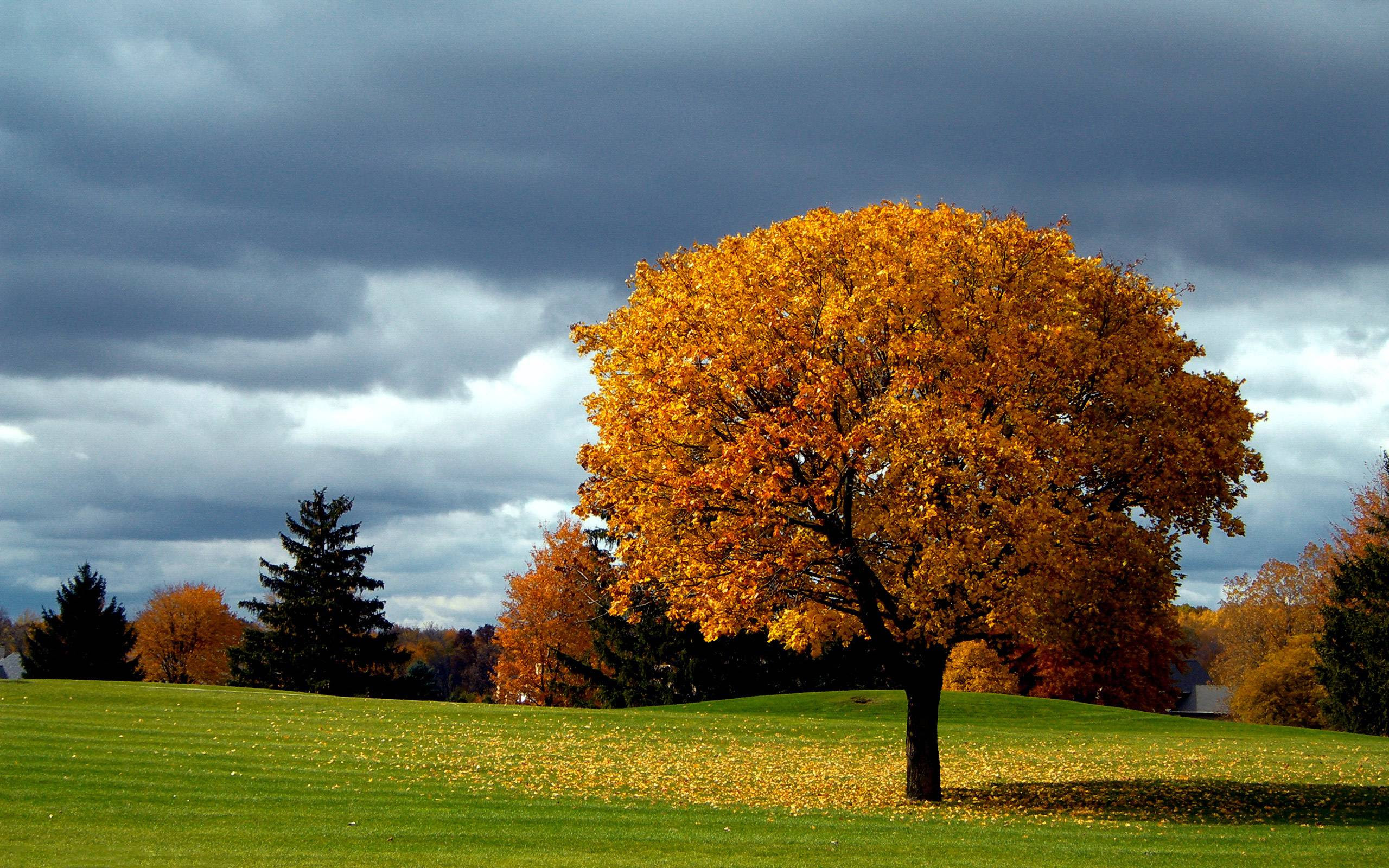 Tree Backgrounds Image Wallpaper Cave Tree Backgrounds Image Wallpaper Cave