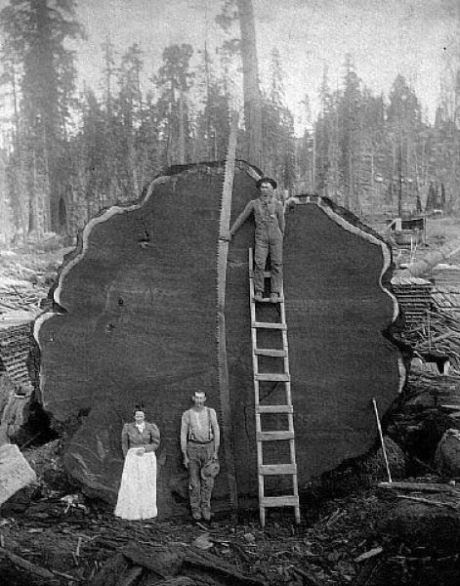 trees