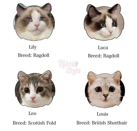 lalisa   twitter   anak kucing piaraan