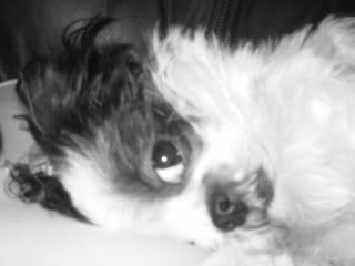 Bella Boo!